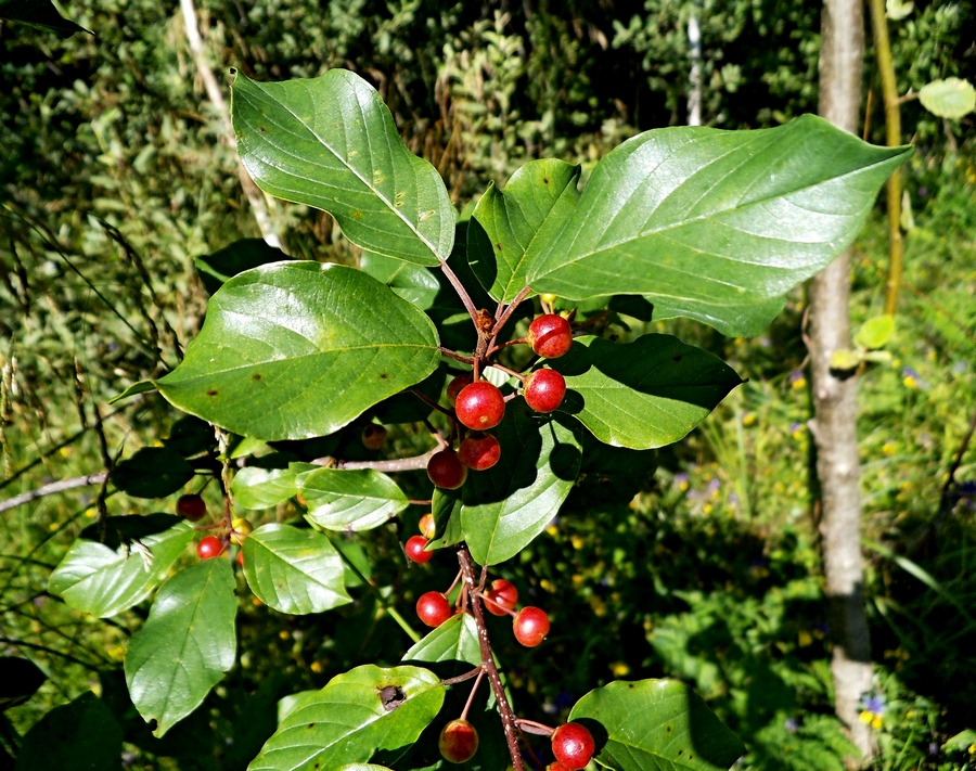 Изображение особи Frangula alnus.