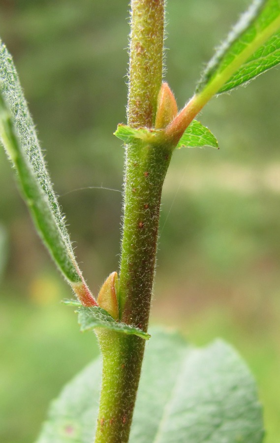 Image of Salix bebbiana specimen.