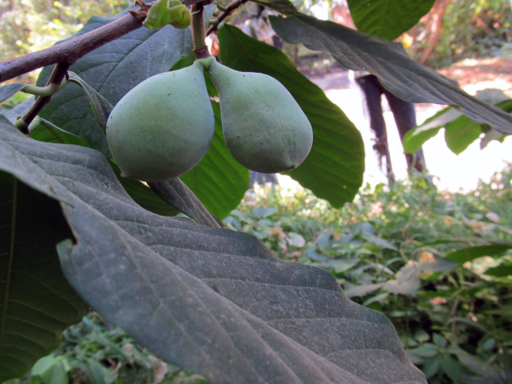 Image of Asimina triloba specimen.