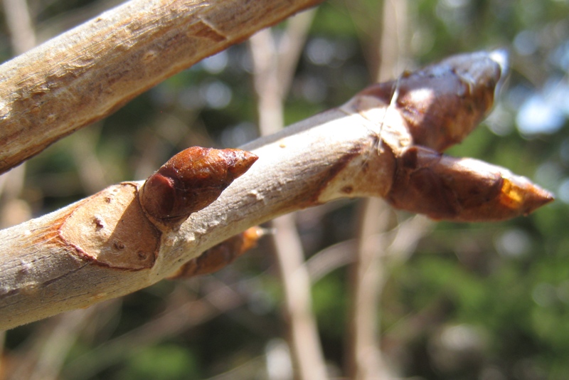 Image of Aesculus hippocastanum specimen.