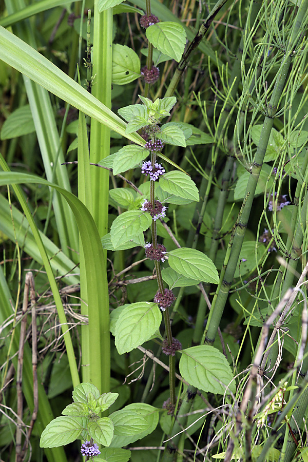 Image of Mentha arvensis specimen.