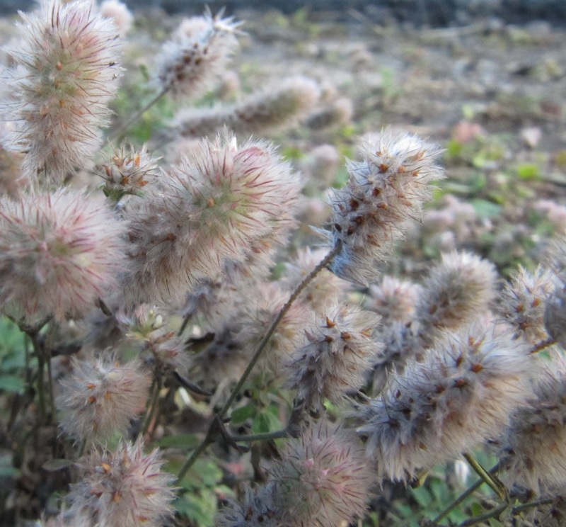 Image of Trifolium arvense specimen.