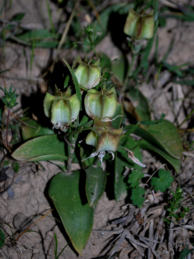 Image of Rhinopetalum stenantherum specimen.