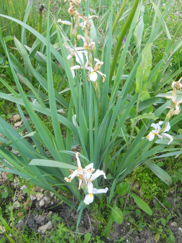 Image of Iris halophila specimen.