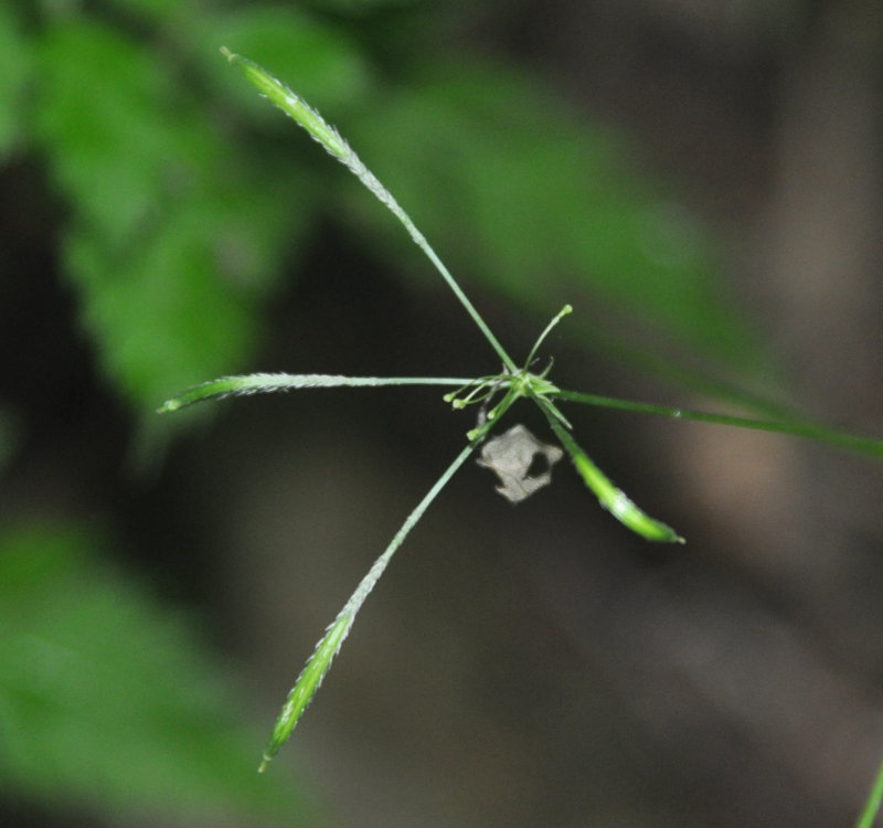 Image of Osmorhiza aristata specimen.