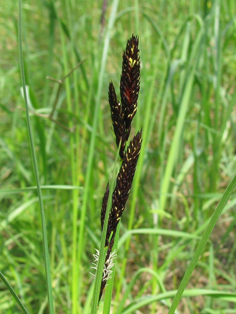 Изображение особи Carex melanostachya.