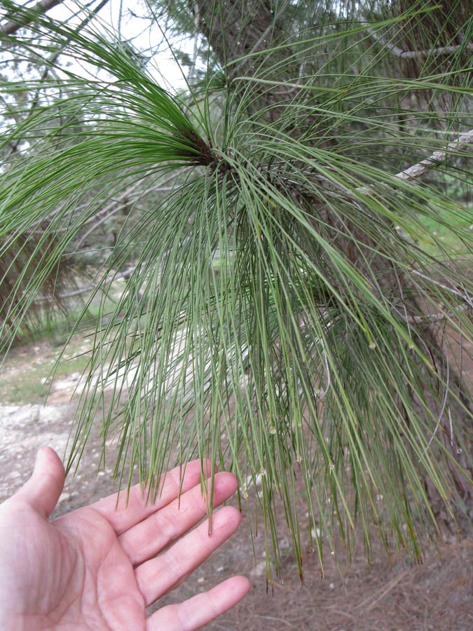 Изображение особи Pinus canariensis.