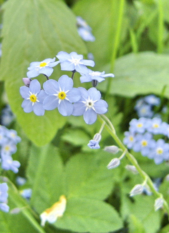 Изображение особи Myosotis sylvatica.