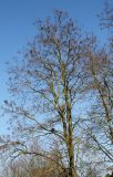 Robinia pseudoacacia. Крона покоящегося взрослого дерева. Германия, г. Кемпен, в городском саду, на шумозащитном валу. 05.03.2013.