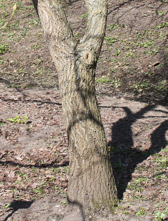 Image of Sassafras albidum specimen.