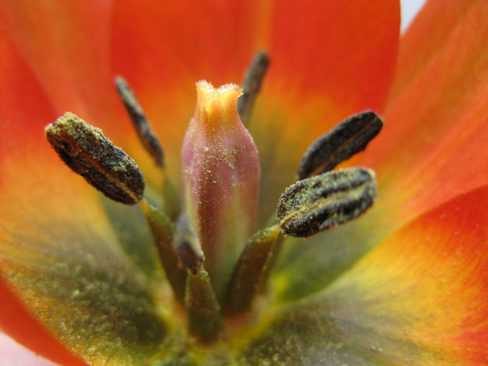 Image of Tulipa hageri specimen.