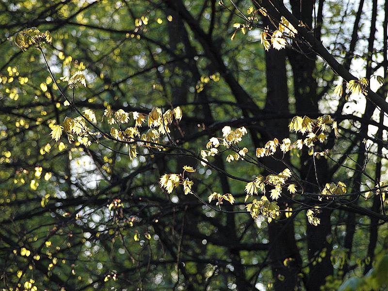 Image of Acer platanoides specimen.