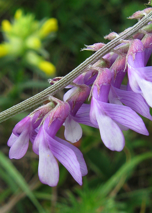 Image of Vicia tenuifolia specimen.