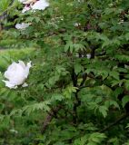 Paeonia suffruticosa. Часть цветущего растения. Германия, г. Krefeld, Ботанический сад. 11.05.2013.