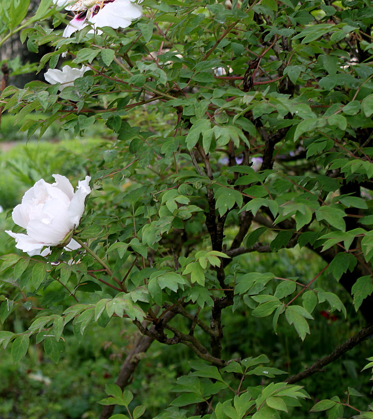 Image of Paeonia suffruticosa specimen.