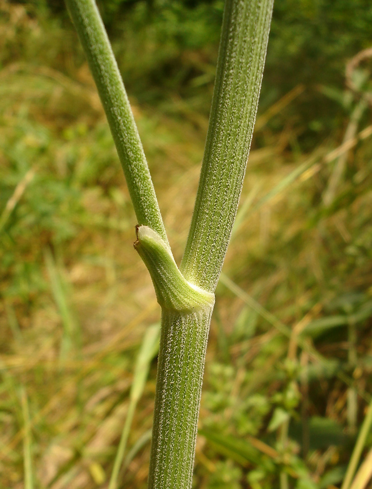 Image of Pimpinella nigra specimen.