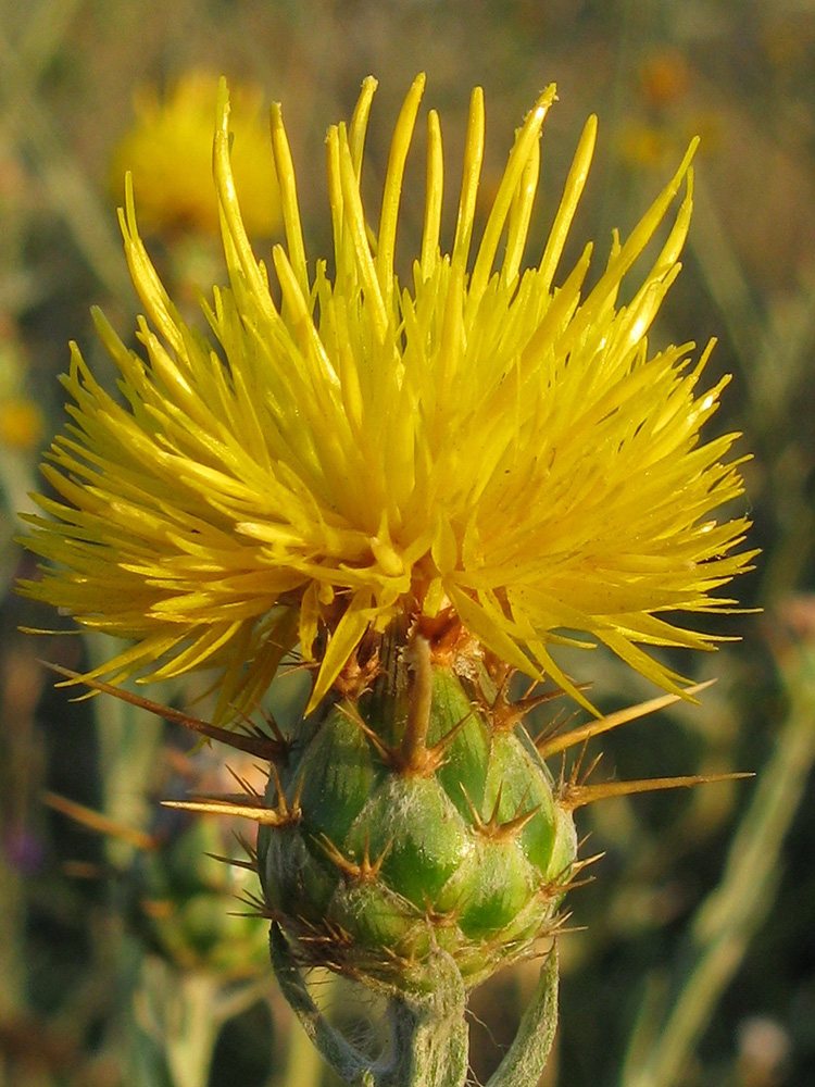 Image of Centaurea solstitialis specimen.