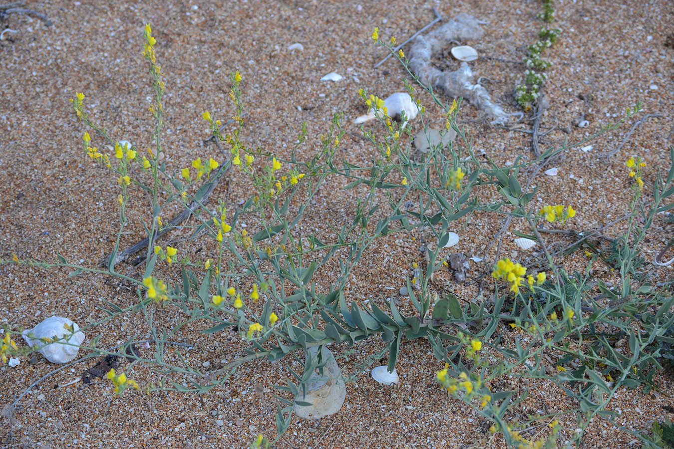 Image of Linaria genistifolia specimen.