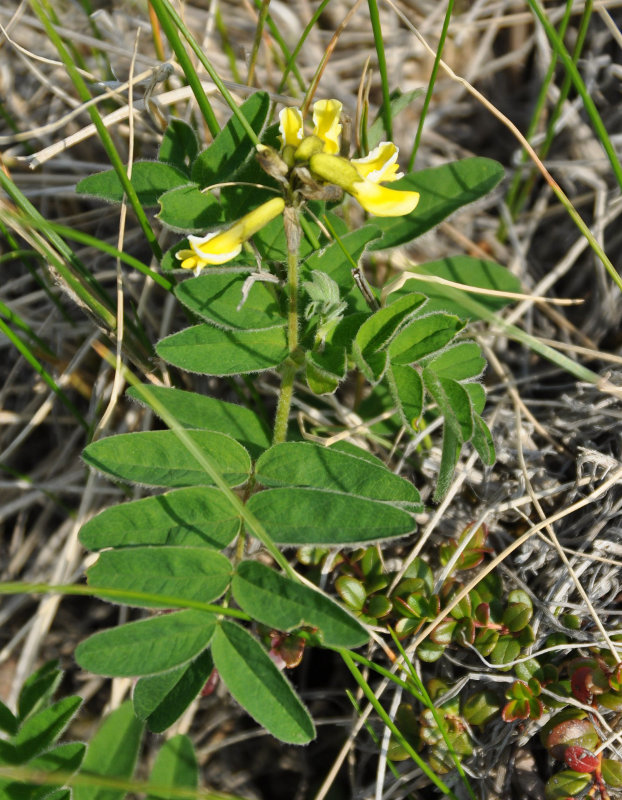 Изображение особи Astragalus umbellatus.