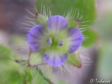 Veronica hederifolia