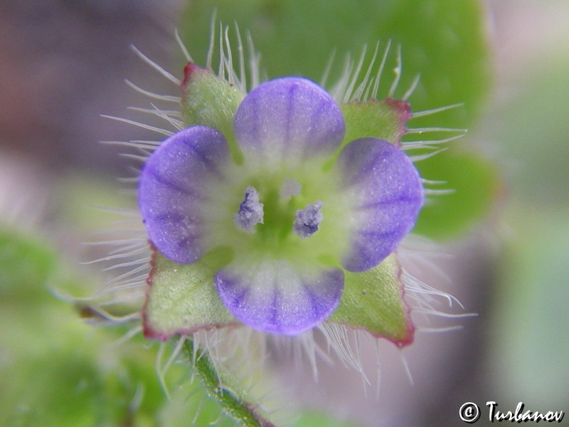 Изображение особи Veronica hederifolia.