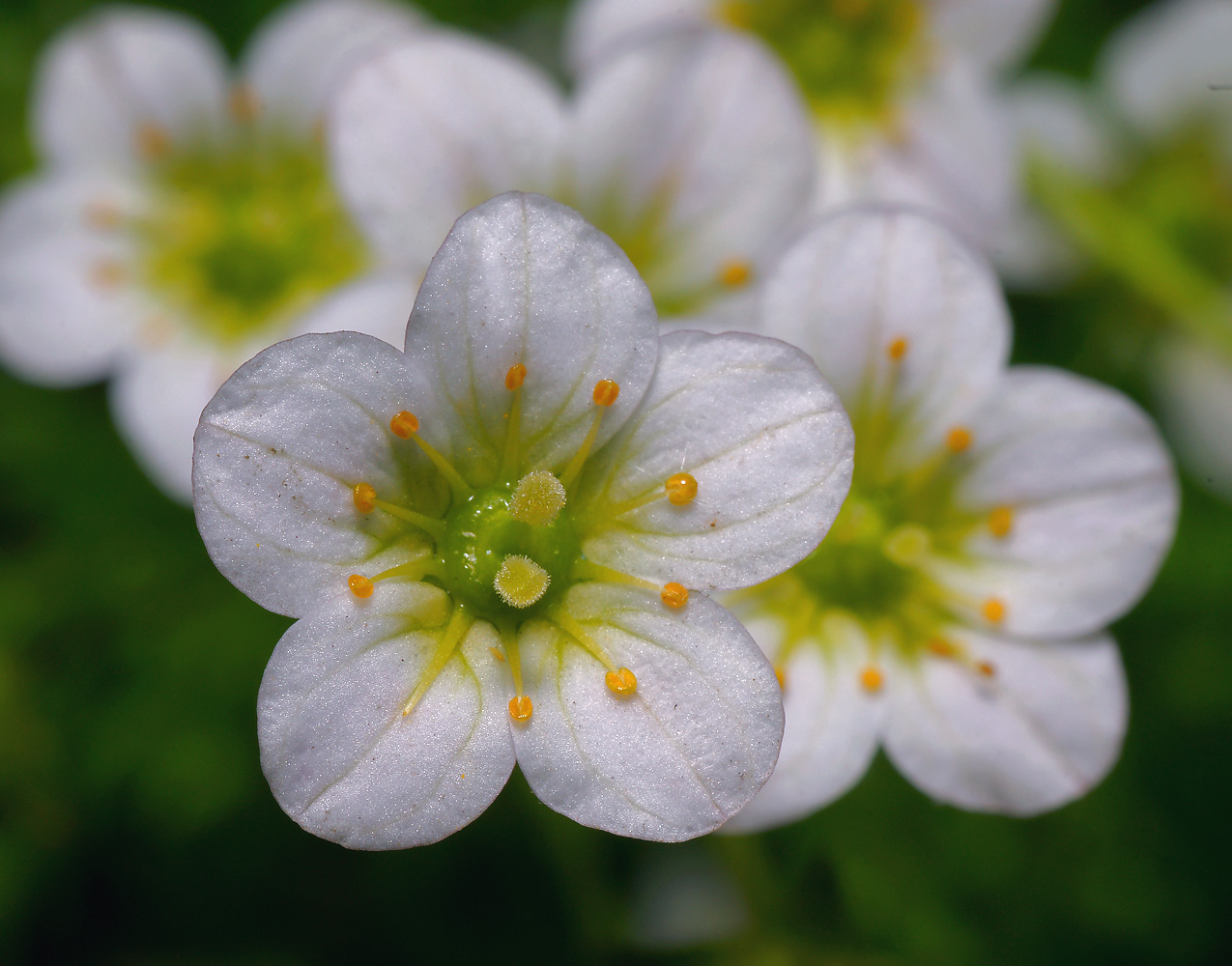 Изображение особи Saxifraga &times; arendsii.