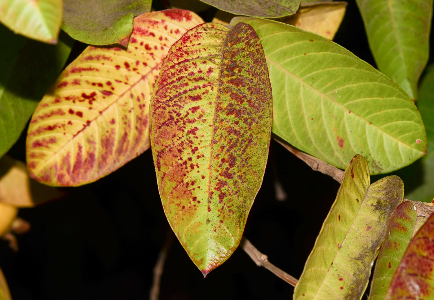 Image of Psidium guajava specimen.