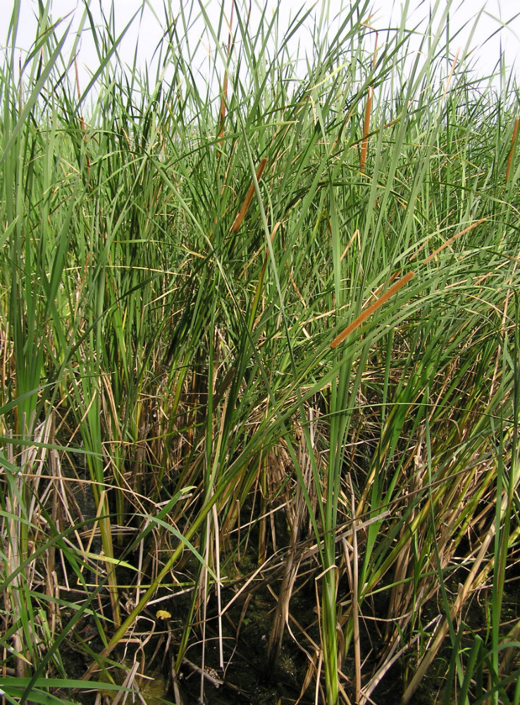 Image of Typha domingensis specimen.