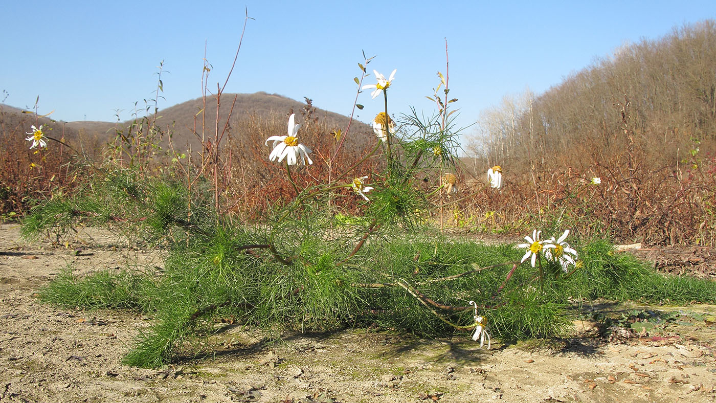 Image of Tripleurospermum inodorum specimen.