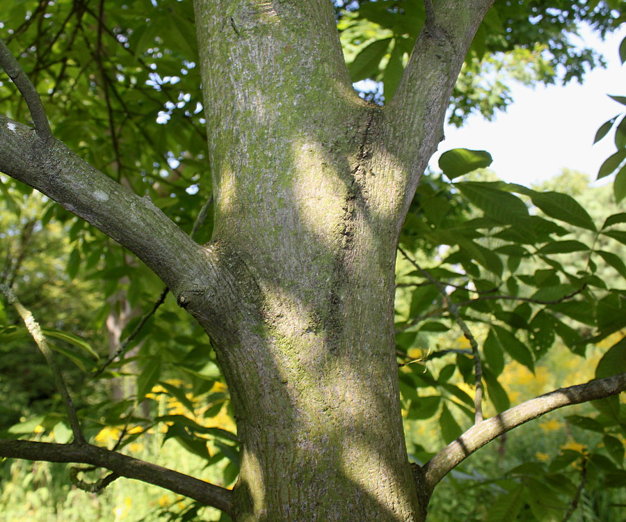 Image of Carya glabra specimen.