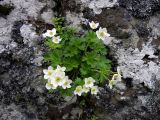 Anemonastrum villosissimum