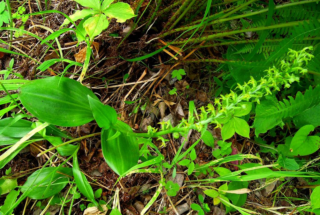 Image of Tulotis fuscescens specimen.