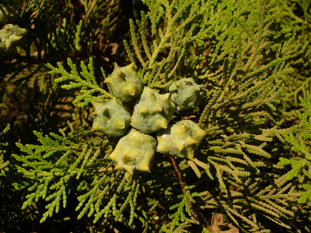 Image of Platycladus orientalis specimen.