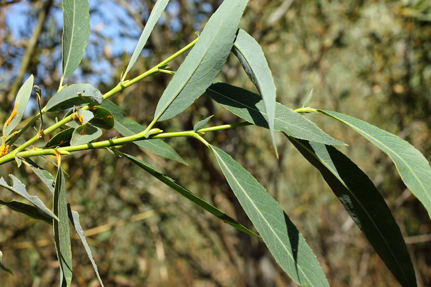 Image of Salix pycnostachya specimen.