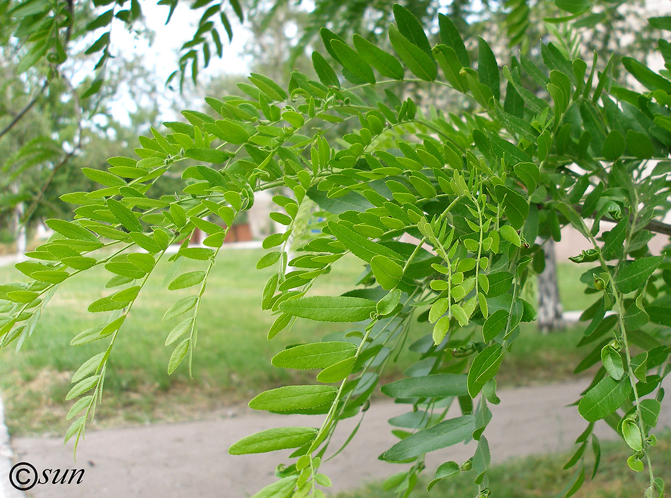 Image of Gleditsia triacanthos specimen.