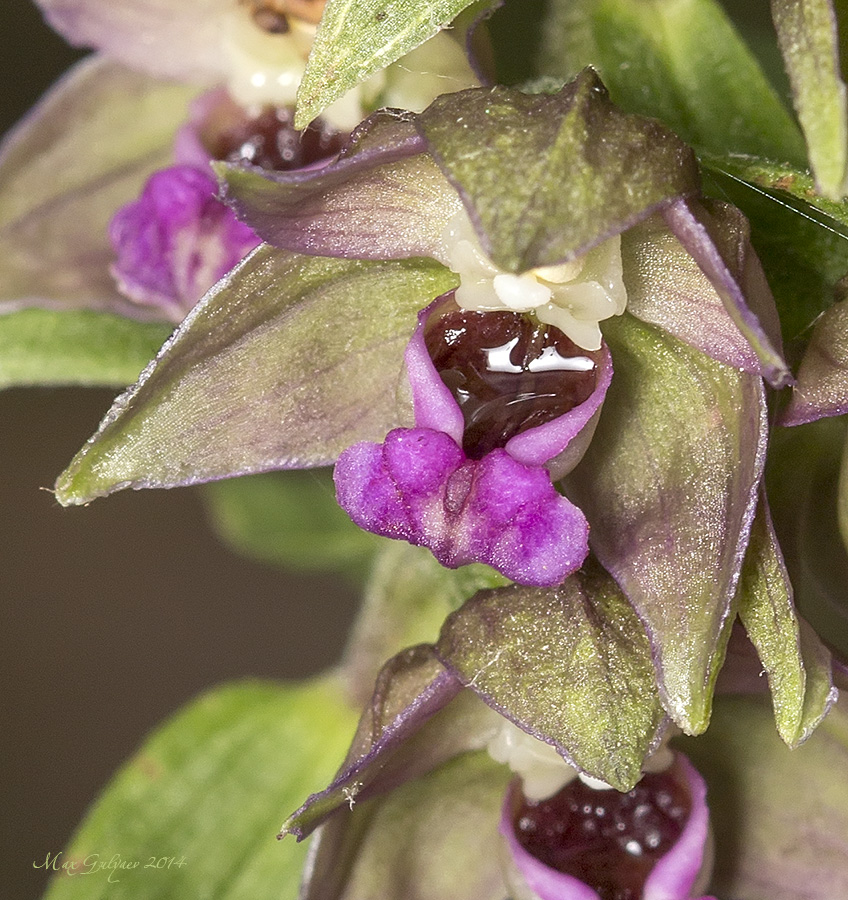 Image of Epipactis helleborine specimen.