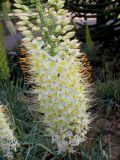 Eremurus himalaicus. Нижняя часть соцветия. Германия, г. Дюссельдорф, Ботанический сад университета. 02.06.2014.