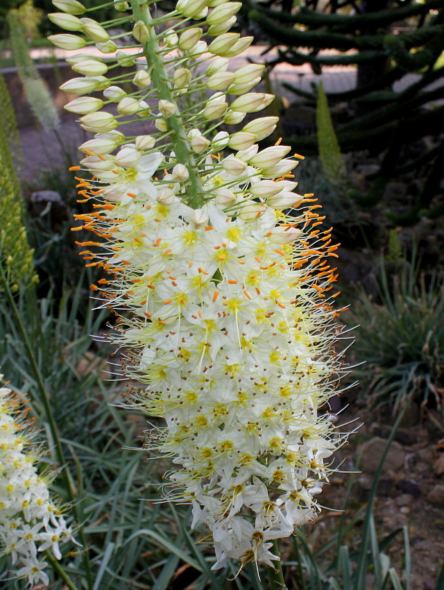 Изображение особи Eremurus himalaicus.