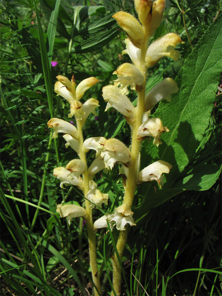 Image of Orobanche caryophyllacea specimen.