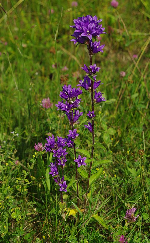 Image of Campanula glomerata specimen.