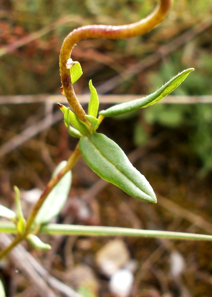 Image of Helianthemum grandiflorum specimen.