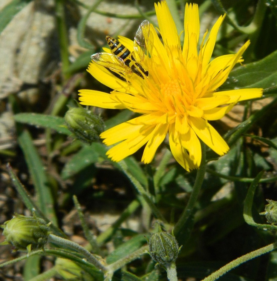 Image of Hieracium umbellatum var. dunale specimen.