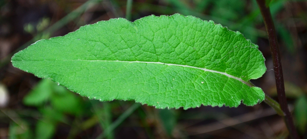 Image of Campanula glomerata specimen.