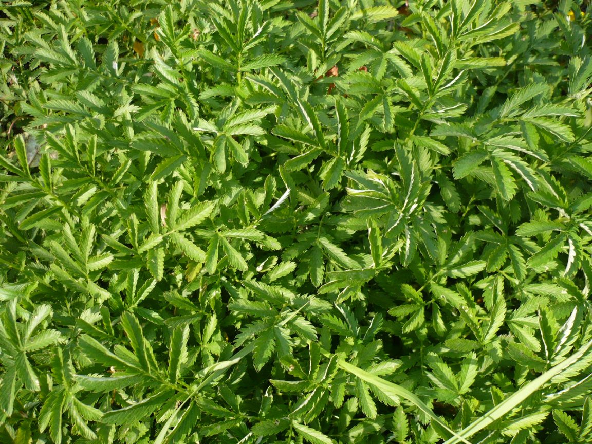 Image of Potentilla anserina specimen.