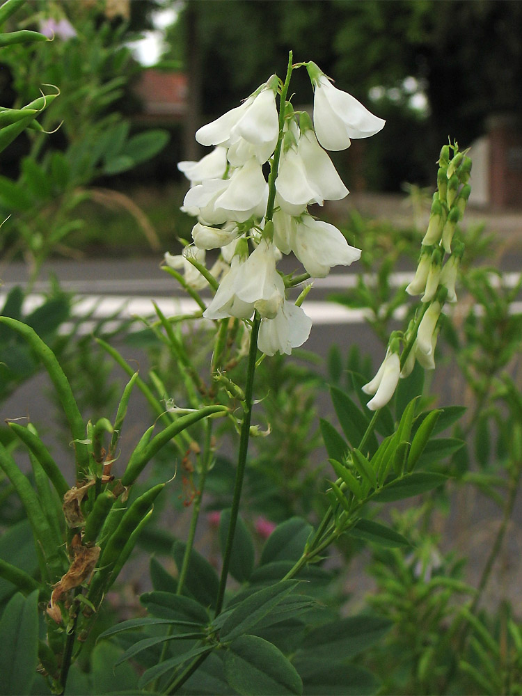 Изображение особи Galega officinalis.