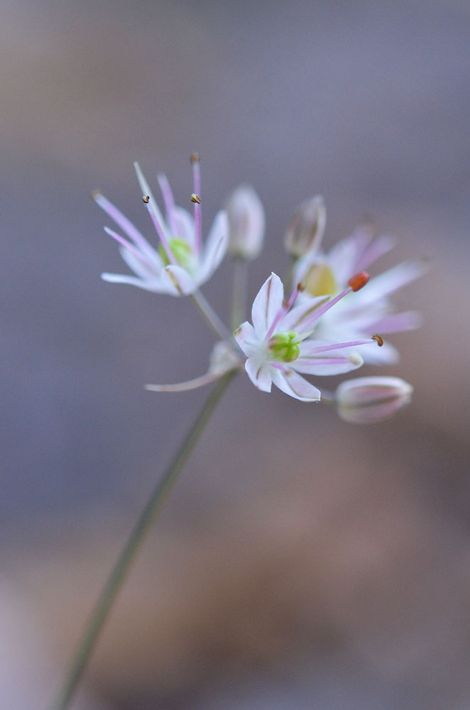 Изображение особи Allium kokanicum.