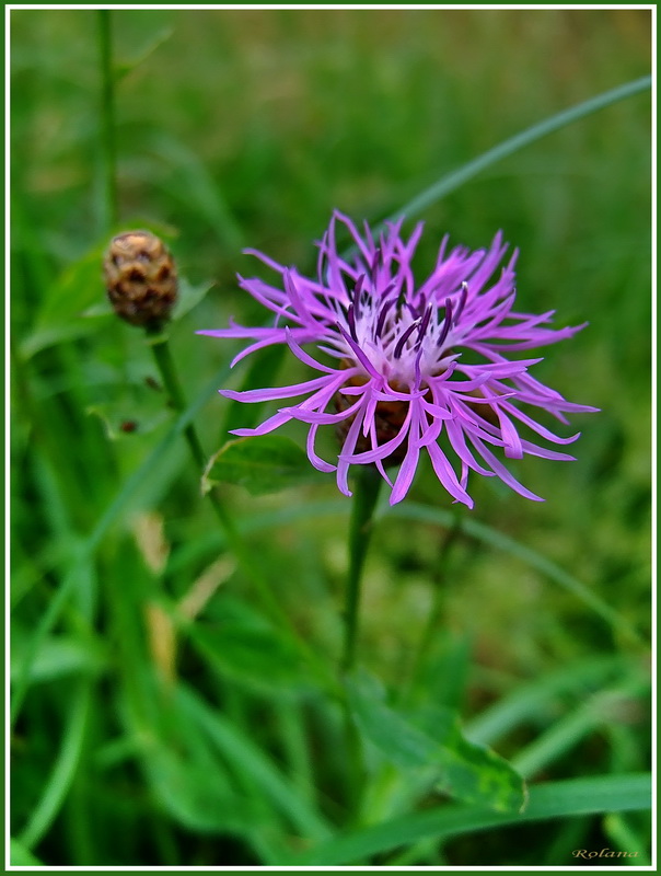 Изображение особи Centaurea jacea.