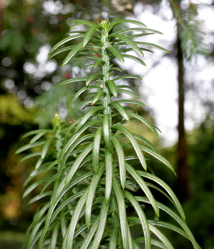 Image of Cephalotaxus harringtonia specimen.