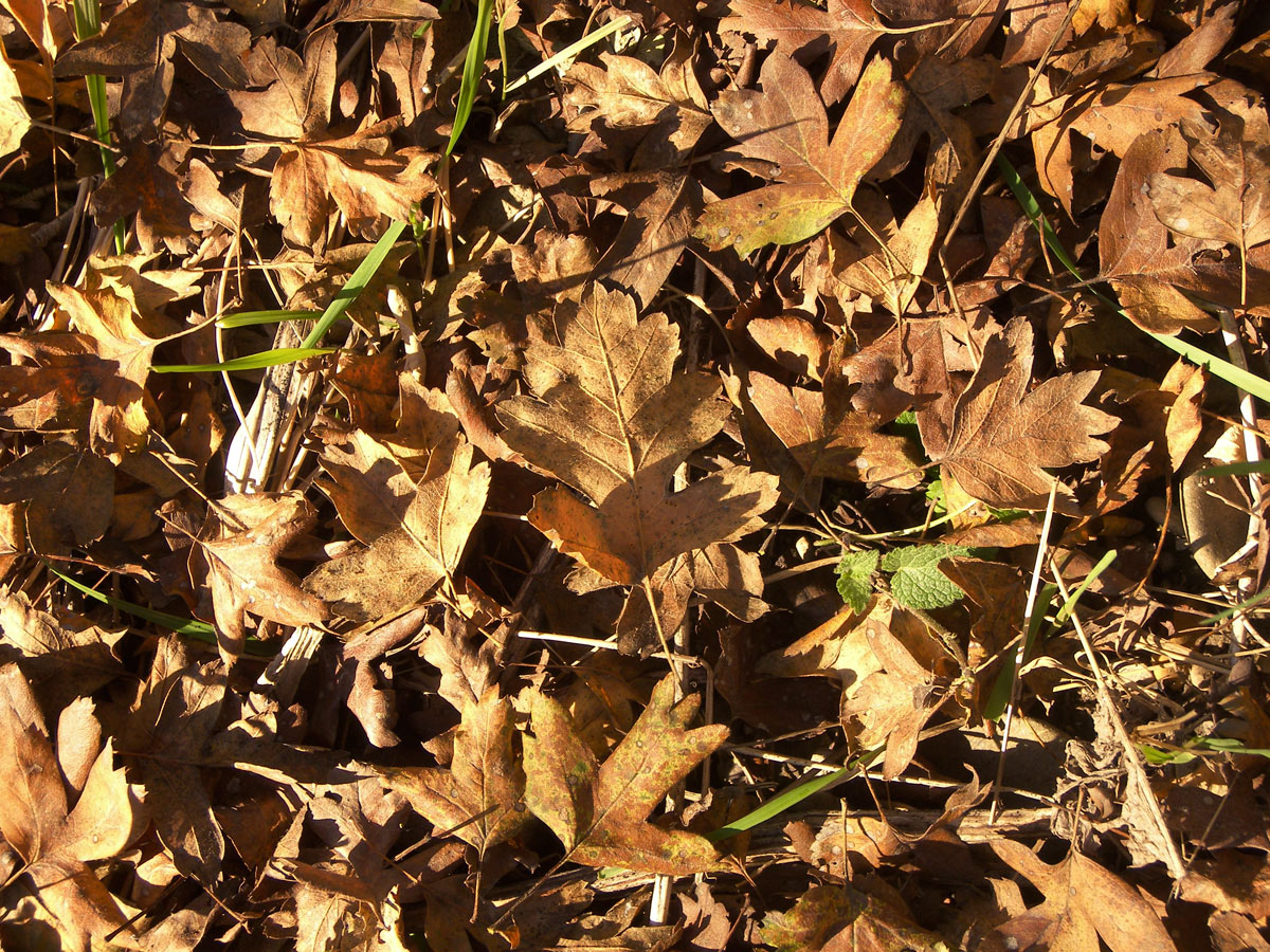 Image of Crataegus pentagyna specimen.