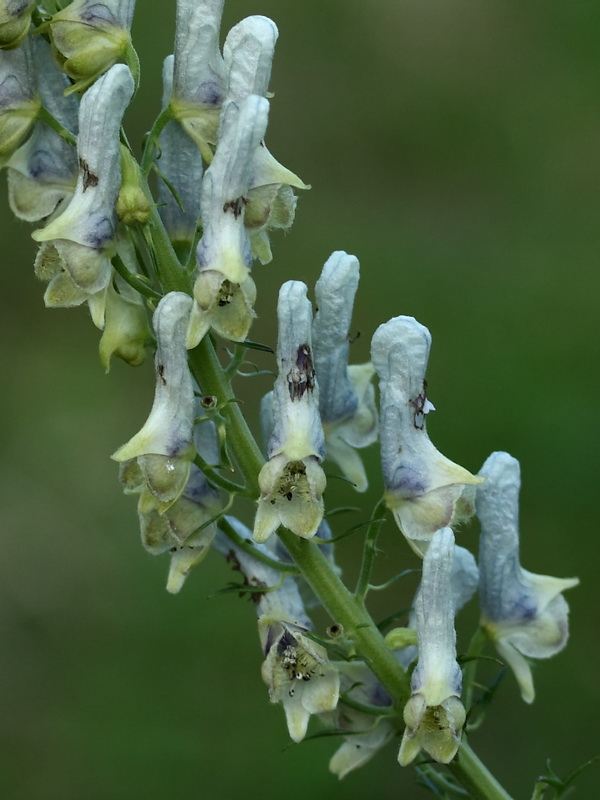 Image of genus Aconitum specimen.